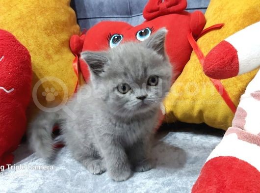 British Shorthair görsel