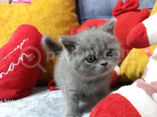 British Shorthair görsel