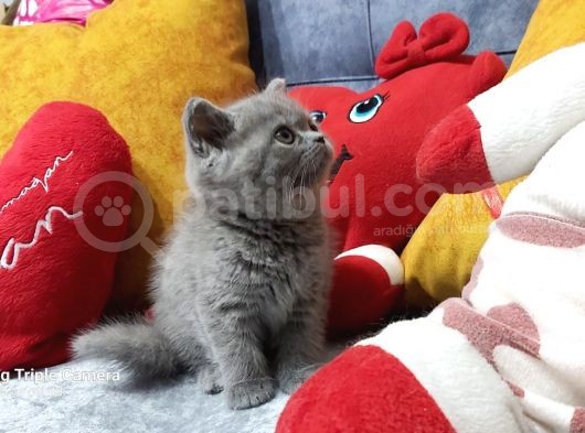 British Shorthair görsel