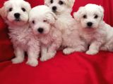 A Kalite Maltese Teririer Yavrularımız Gelmiştir