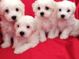 A Kalite Maltese Teririer Yavrularımız Gelmiştir