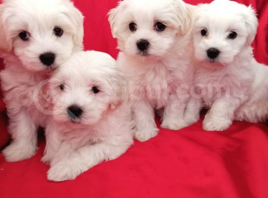 A Kalite Maltese Teririer Yavrularımız Gelmiştir görsel