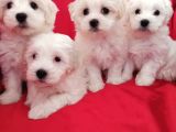 A Kalite Maltese Teririer Yavrularımız Gelmiştir