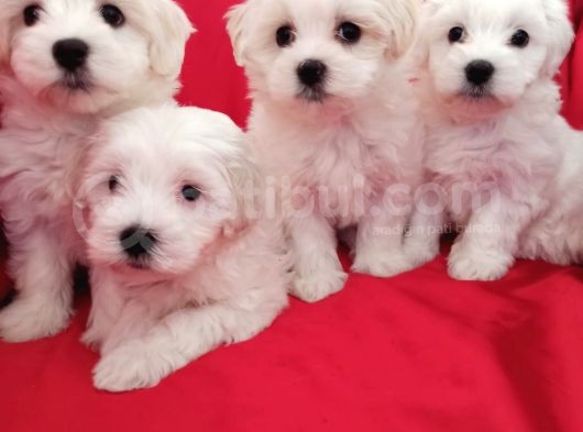 A Kalite Maltese Teririer Yavrularımız Gelmiştir görsel