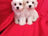 A Kalite Maltese Teririer Yavrularımız Gelmiştir