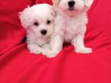 A Kalite Maltese Teririer Yavrularımız Gelmiştir