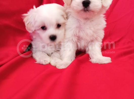 A Kalite Maltese Teririer Yavrularımız Gelmiştir görsel