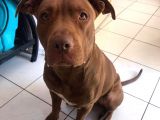 16 Aylık Scr Li Kimlikli American Bully
