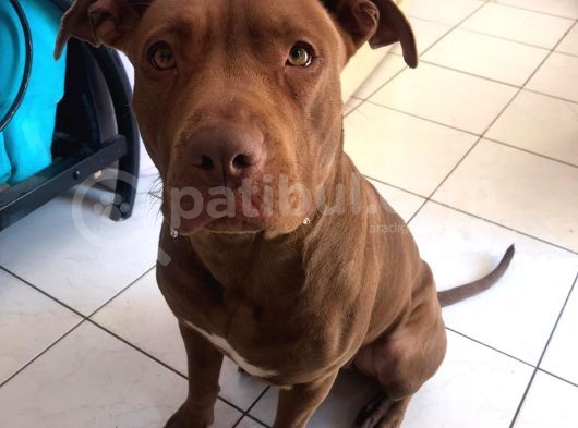 16 Aylık Scr Li Kimlikli American Bully görsel
