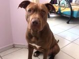 16 Aylık Scr Li Kimlikli American Bully