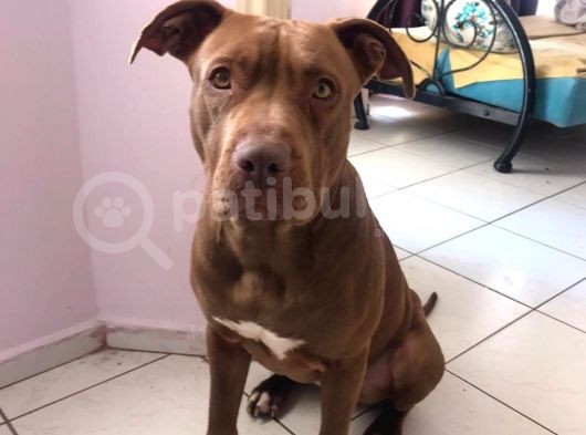 16 Aylık Scr Li Kimlikli American Bully görsel