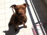 16 Aylık Scr Li Kimlikli American Bully