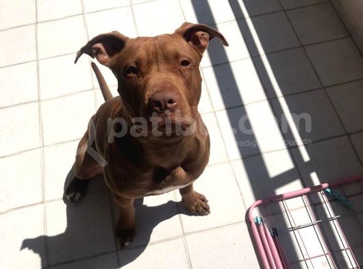 16 Aylık Scr Li Kimlikli American Bully görsel