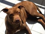 16 Aylık Scr Li Kimlikli American Bully