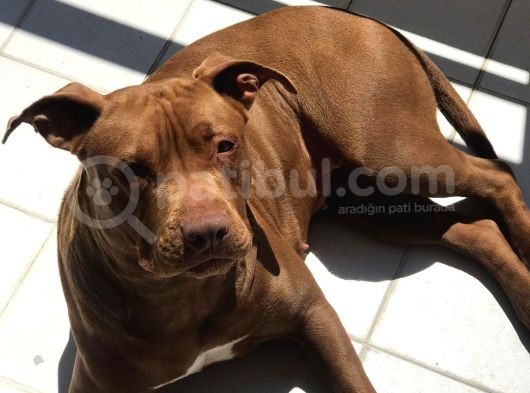 16 Aylık Scr Li Kimlikli American Bully görsel