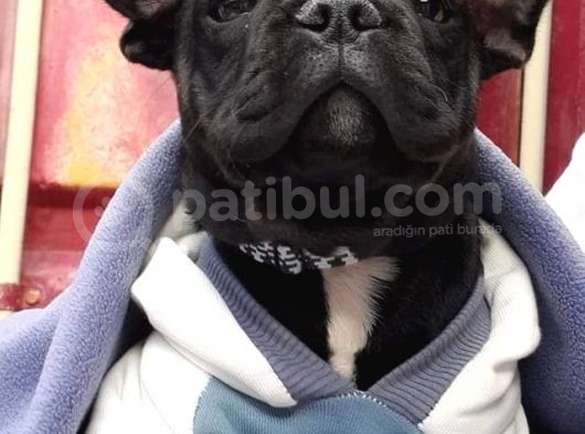 French Bulldog