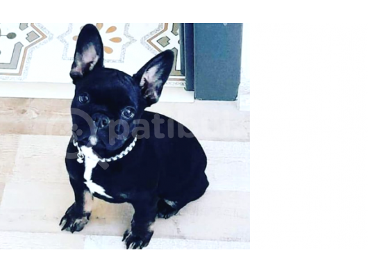 French Bulldog görsel