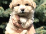Özel Üretim Maltipoo Bebek
