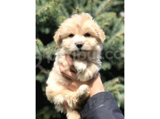 Özel Üretim Maltipoo Bebek görsel