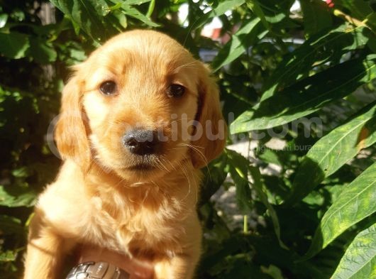 60 Günlük Orjinal Babyface Golden Yavrular görsel