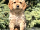 Dizayn Irk Cockapoo Yavrumuz Juliet