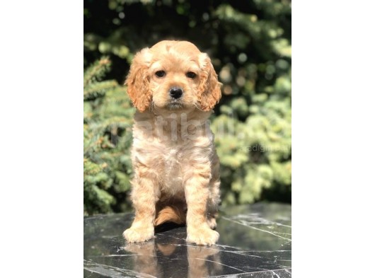 Dizayn Irk Cockapoo Yavrumuz Juliet