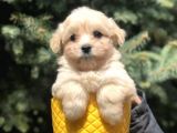 Masum Bakisli Maltipoo Bebek