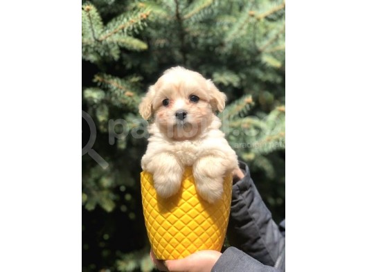 Masum Bakisli Maltipoo Bebek görsel