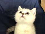 Üst Kali̇te Si̇lver Shaded Erkek Ve Di̇şi̇