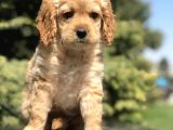 Dizayn Irk Cockapoo Yavrumuz Juliet