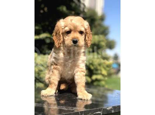 Dizayn Irk Cockapoo Yavrumuz Juliet görsel