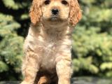 Dizayn Irk Cockapoo Yavrumuz Juliet