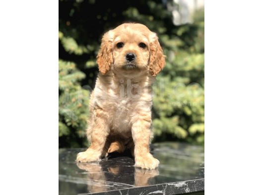 Dizayn Irk Cockapoo Yavrumuz Juliet görsel