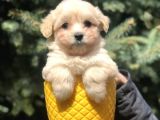 Masum Bakisli Maltipoo Bebek