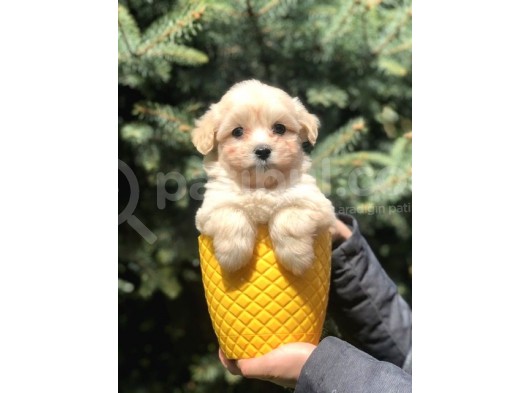 Masum Bakisli Maltipoo Bebek görsel