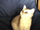Üst Kali̇te Si̇lver Shaded Erkek Ve Di̇şi̇