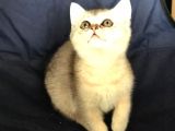 Üst Kali̇te Si̇lver Shaded Erkek Ve Di̇şi̇