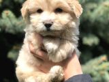 Özel Üretim Maltipoo Bebek