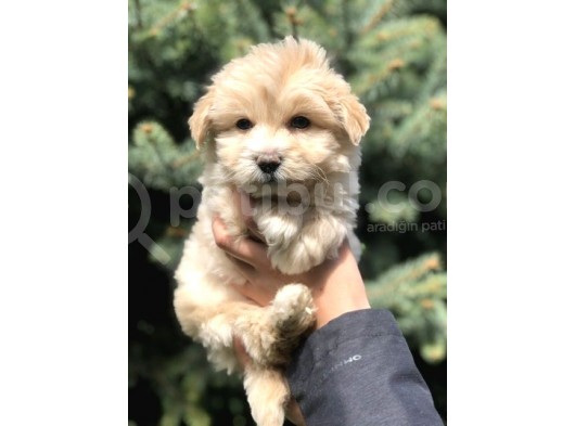 Özel Üretim Maltipoo Bebek görsel