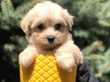 Masum Bakisli Maltipoo Bebek