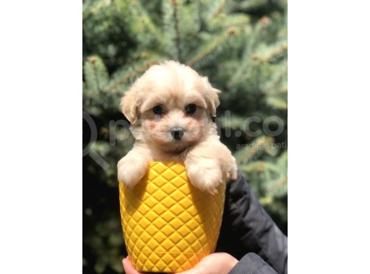 Masum Bakisli Maltipoo Bebek