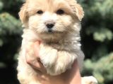 Özel Üretim Maltipoo Bebek