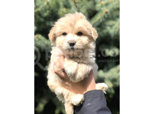 Özel Üretim Maltipoo Bebek