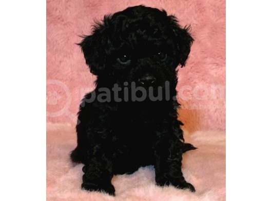 Black Maltipoo Yavrularımız