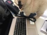 Chow Chow (Çin Aslanı) Yavruları