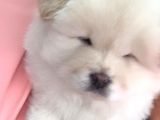 Chow Chow (Çin Aslanı) Yavruları