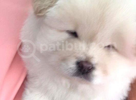 Chow Chow (Çin Aslanı) Yavruları görsel