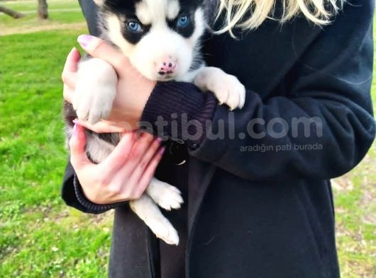 Sibirya Kurdu (Husky) Yavruları görsel