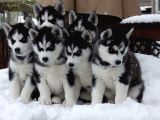 Sibirya Kurdu (Husky) Yavruları