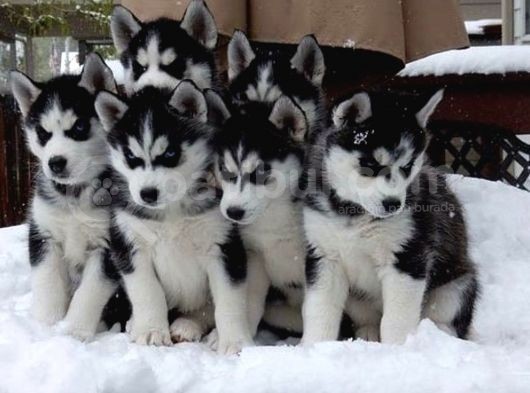 Sibirya Kurdu (Husky) Yavruları